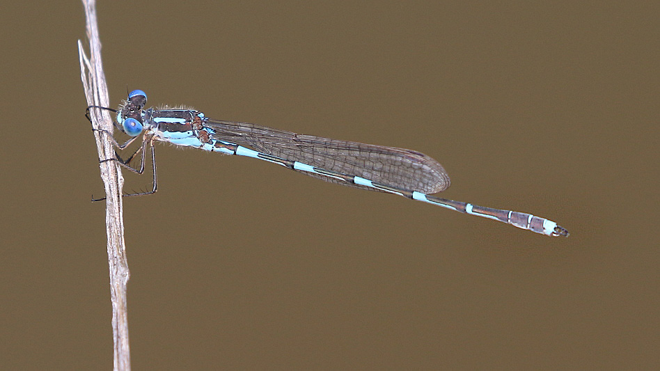 J17_3576 Austrolestes leda male.JPG